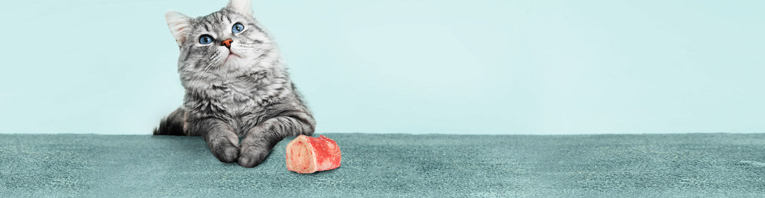 Give Your Cat a Bone