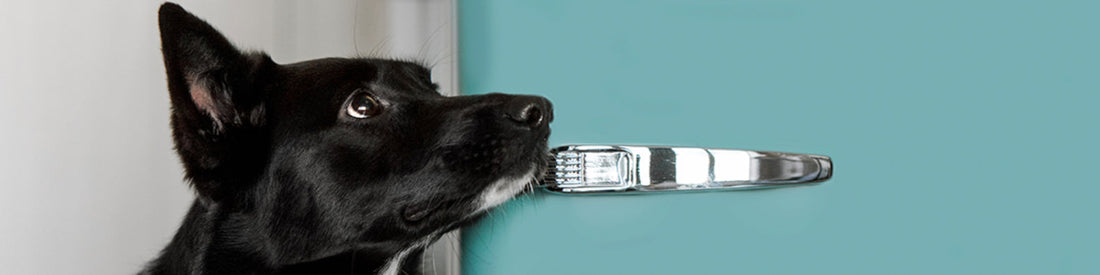 How Long Does Raw Pet Food Last?