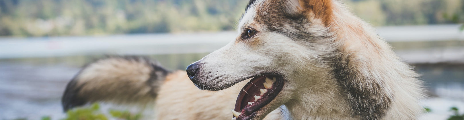 Common Dog Behaviors — and Abnormal Ones!