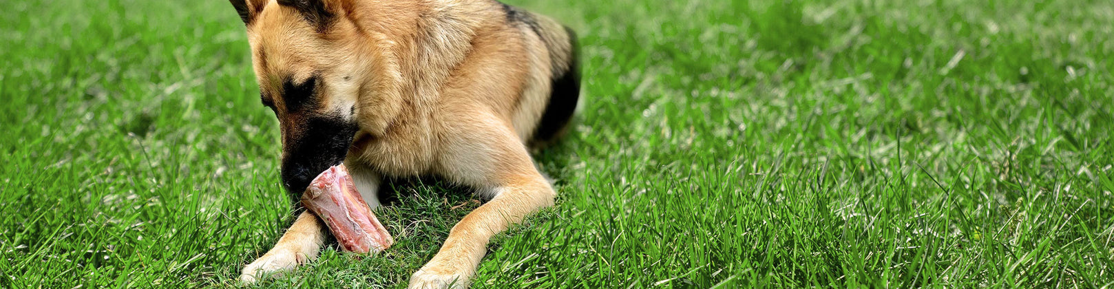 Dog Bone Cheatsheet: The Serious Differences Between the Types of Dog Bones