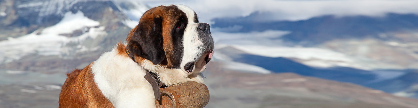 Daring Doggos: 4 Amazing Jobs of Dogs Throughout History