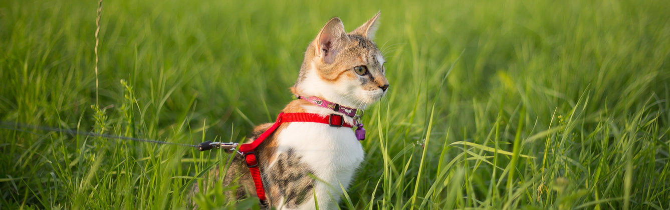 8 Ways To Turn Your Cat Into an Adventure Cat
