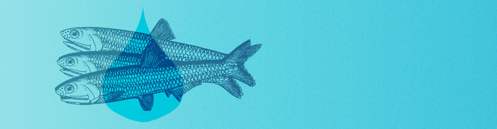 Anchovies: The Tiny Fish Providing Big Benefits To Pets