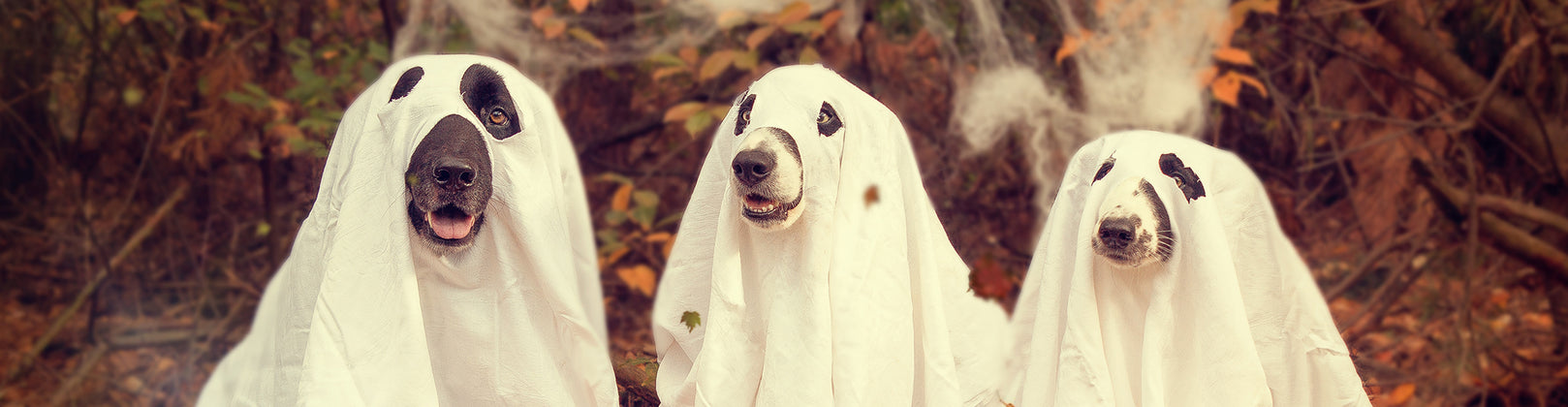 It’s Howl-o-ween! 4 Easy Tips To Help Your Pet Enjoy the Holiday