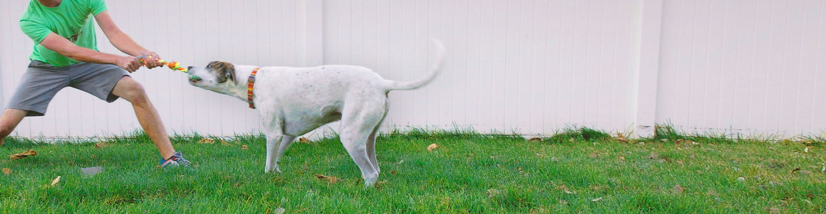 6 Games You Should Play With Your Dog To Build Smarts and Loyalty!