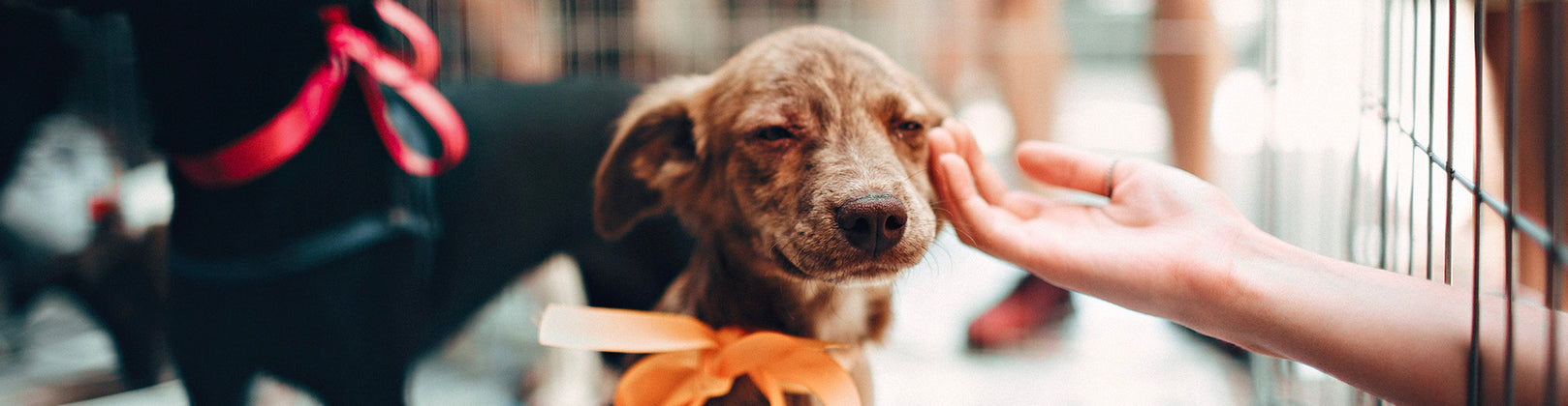 A Helping Paw: 3 Tips for Helping Animals in Need