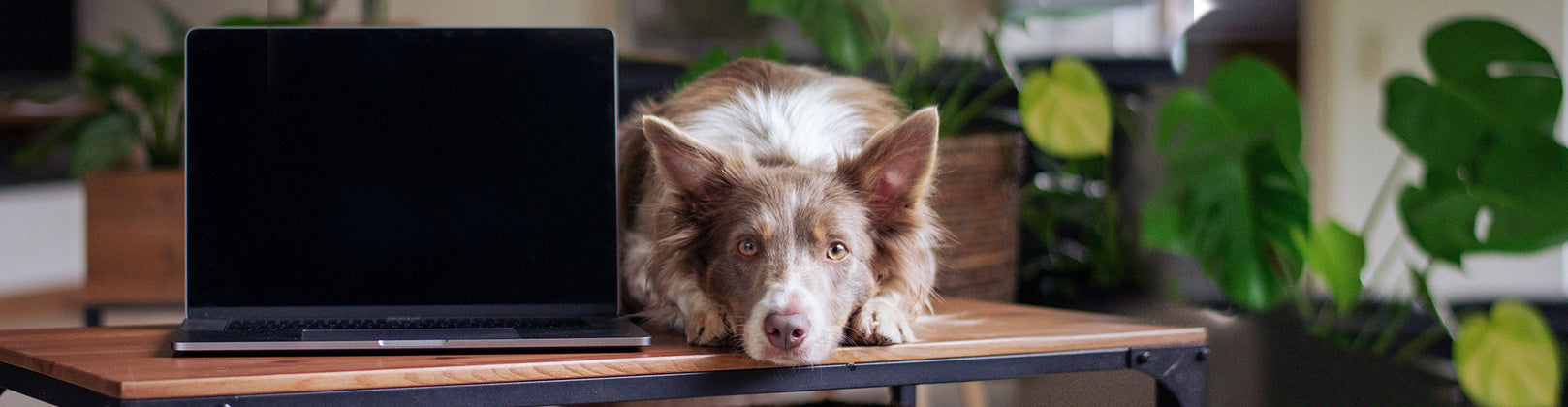 DIY Doggie Daycare: 3 Simple Tips for Keeping Your Pup Busy When You Work from Home