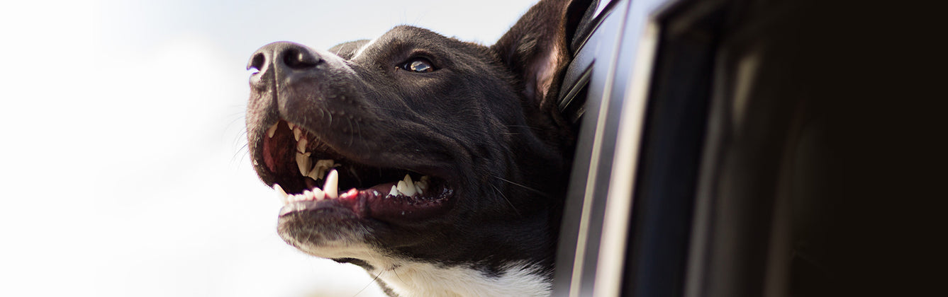 7 Vital Tips For Driving Cross-Country With Pets