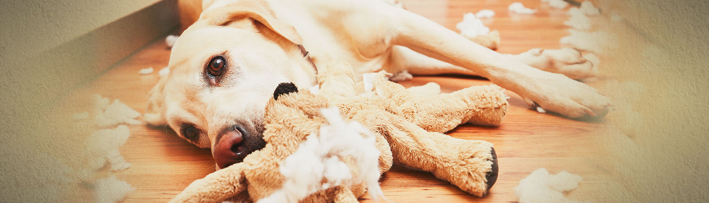Indoor Activities to Keep Your Pet Entertained During Colder Months