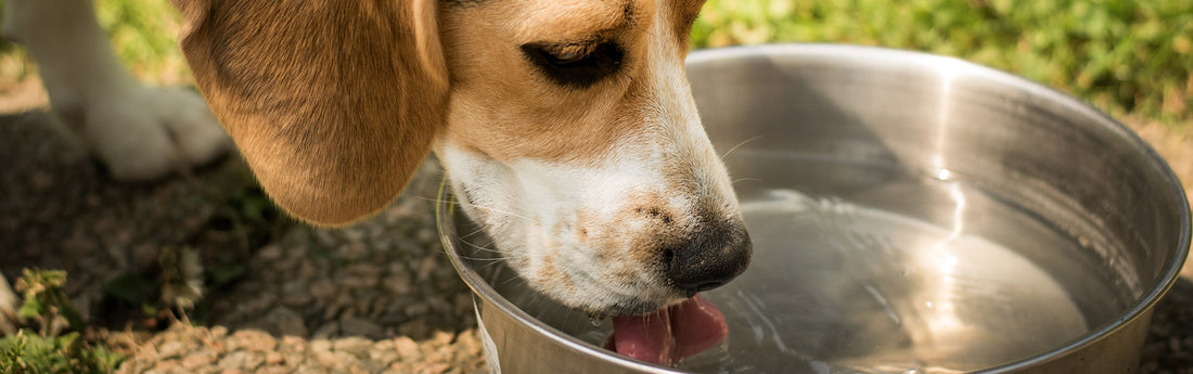 <b>Why Moisture is Critical to Your Pet’s Diet</b>