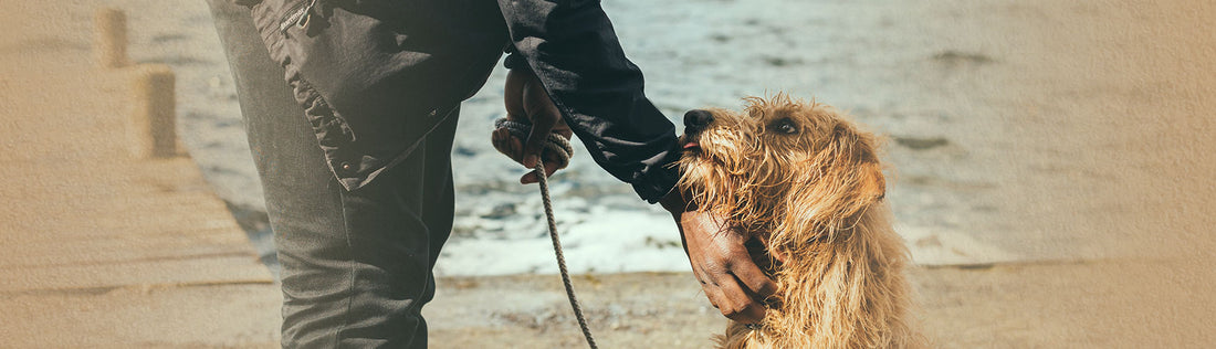 <b>Hand Signals to Teach Your Dog</b>