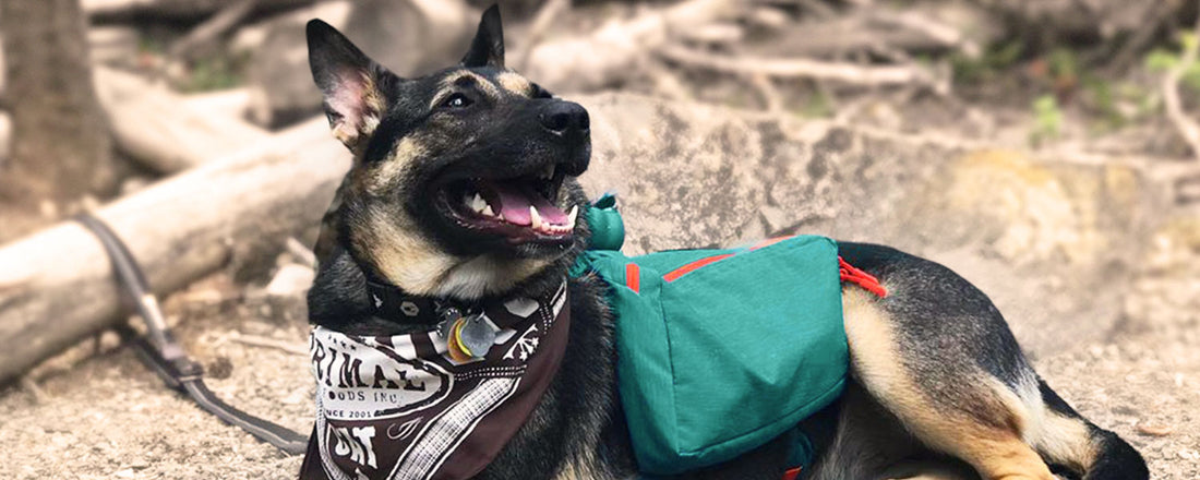 Tips For Backpacking With Your Dog