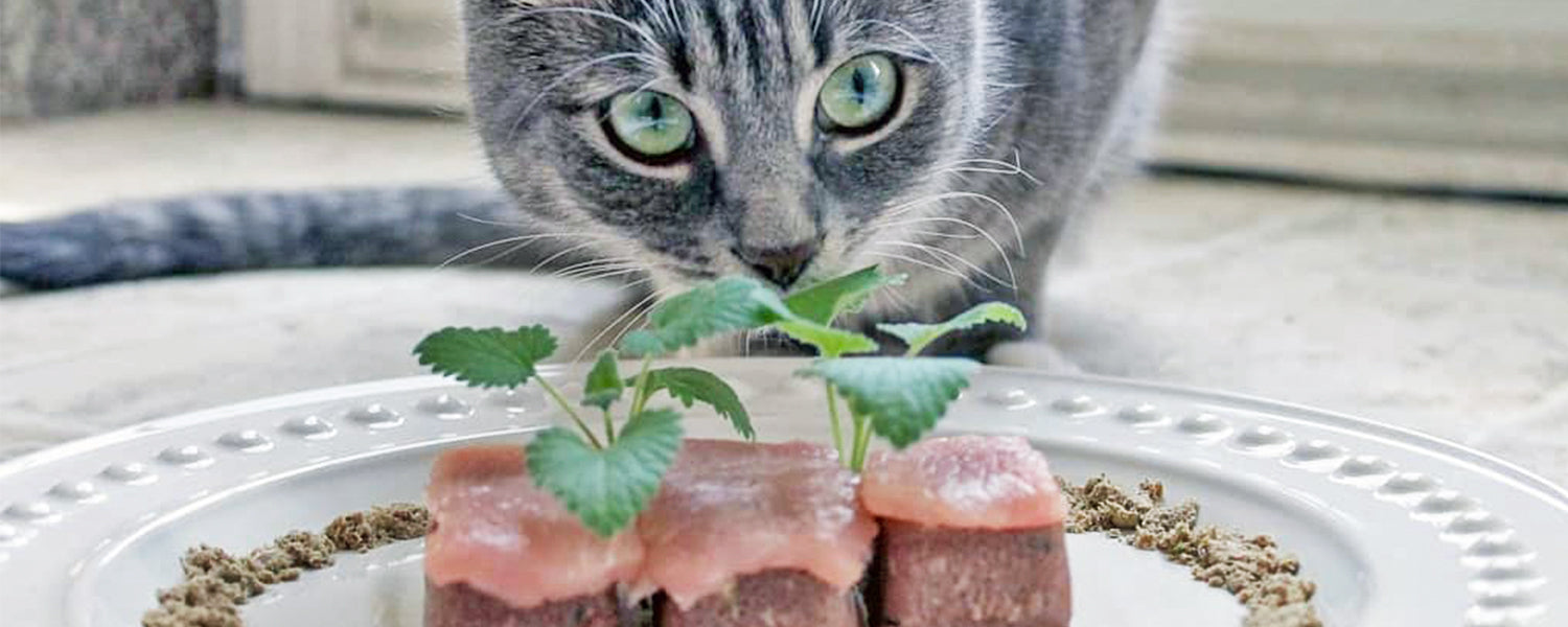 Why Cats Need High Protein Diets Primal Pet Foods