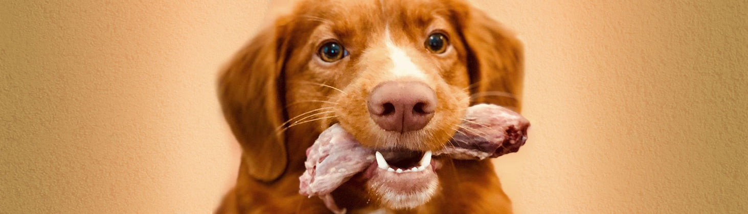 Why Raw Bones are Great for Dogs AND Cats!
