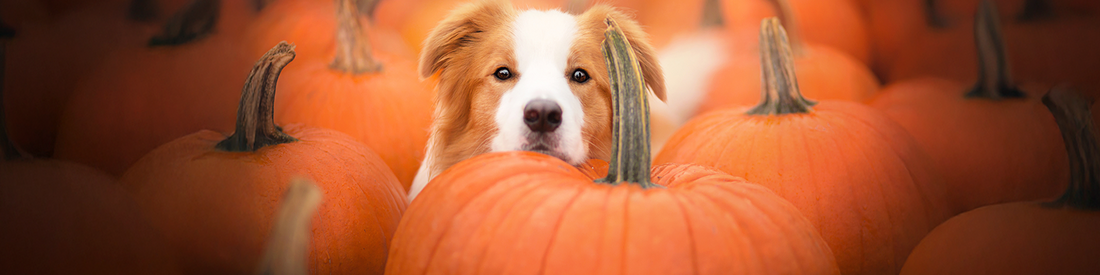 Can Dogs Eat Pumpkin?