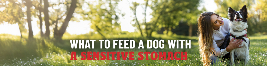 What to Feed a Dog With a Sensitive Stomach