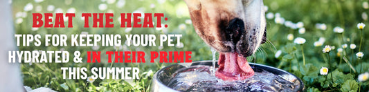 <b>Beat the Heat: Tips for Keeping Your Pet Cool & Hydrated This Summer</b>