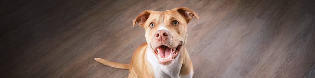 Can Dogs Eat Raw Bones?