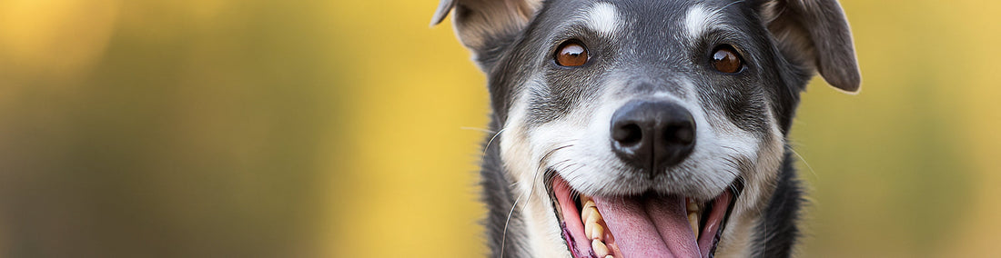 Which Raw Diet Is Right for Your Pet?