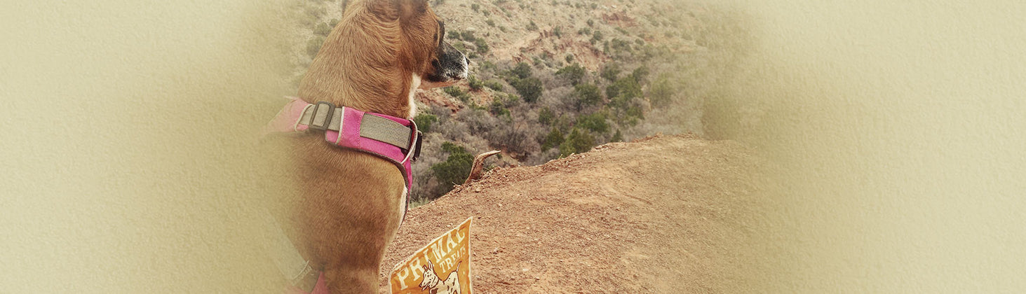 Dog-Friendly Hikes Around the U.S.
