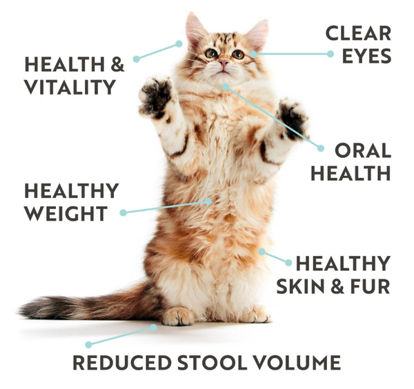 Graphic of a kitten showing various points of interest for health: healthy & vitality, clear eyes, healthy weight, oral health, healthy skin & fur and reduced stool volume.