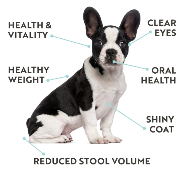 Graphic of puppy with points of interest to show various health benefits: Health & vitality, clear eyes, healthy weight, oral health, shiny coat and reduced stool volume