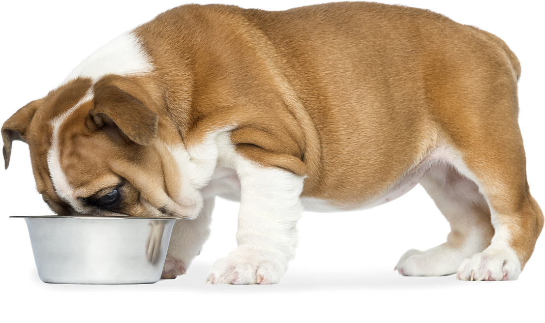 Gently Cooked for Dogs – Primal Pet Foods