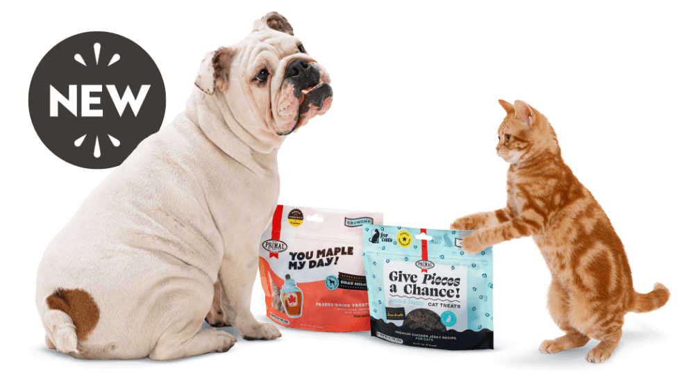 New treats for dogs and cats! Boxer dog and tabby kitten playing with Primal You Maple My Day and Give Pieces a Chance treats. 